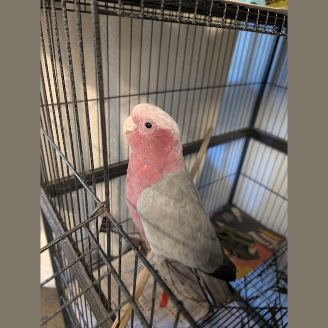 Photo of Pinky Blinky