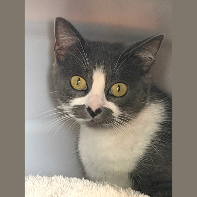 Photo of Smokey