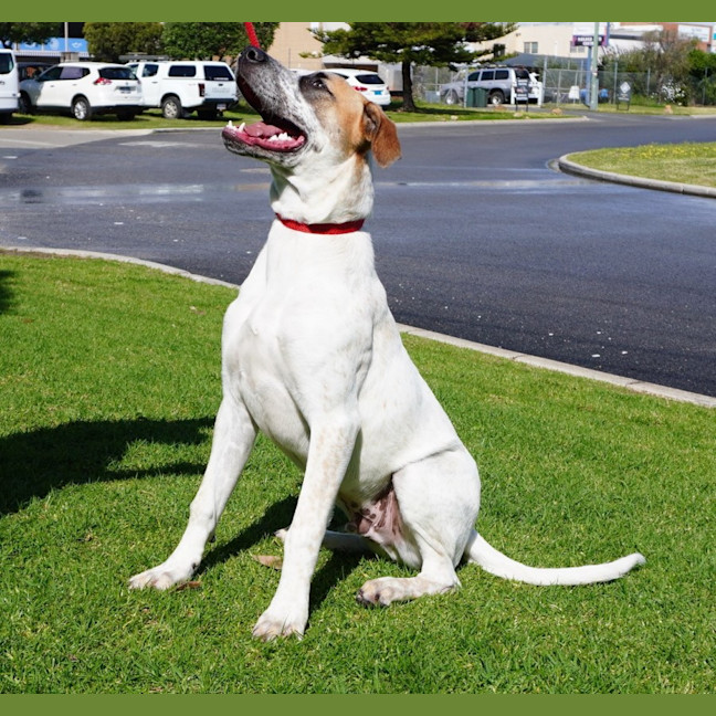 Photo of Ricky Bobby