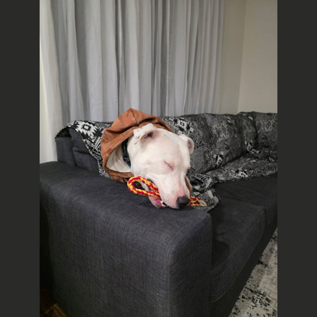 Photo of Corny (Cornelius)