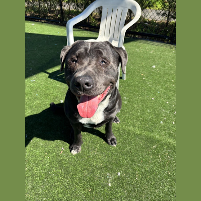 Photo of Mordecai Imp 2133