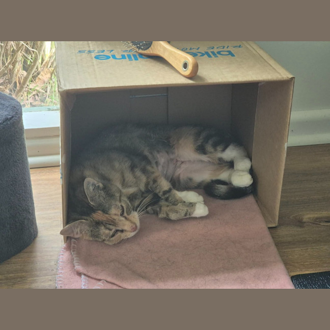 Photo of Marmalade