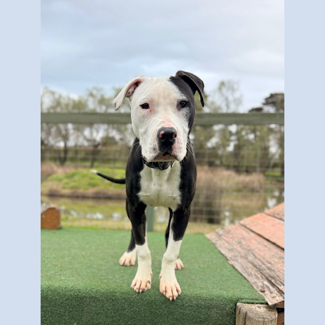 Photo of Dexter
