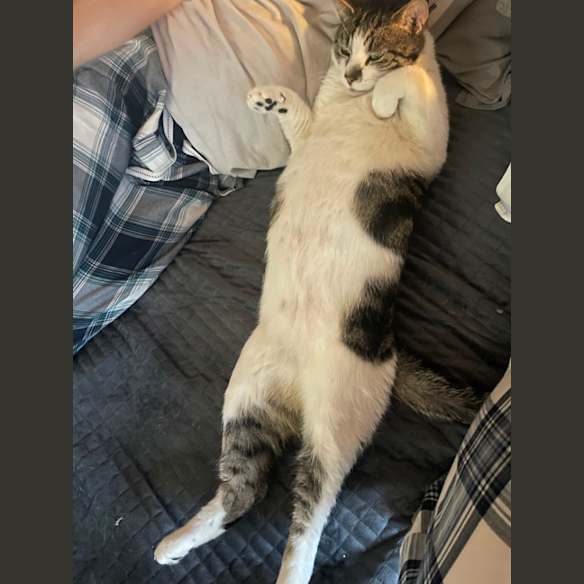 Photo of Shooshko (Shi Shi)