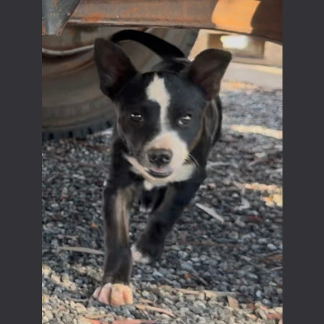 Photo of Dolly