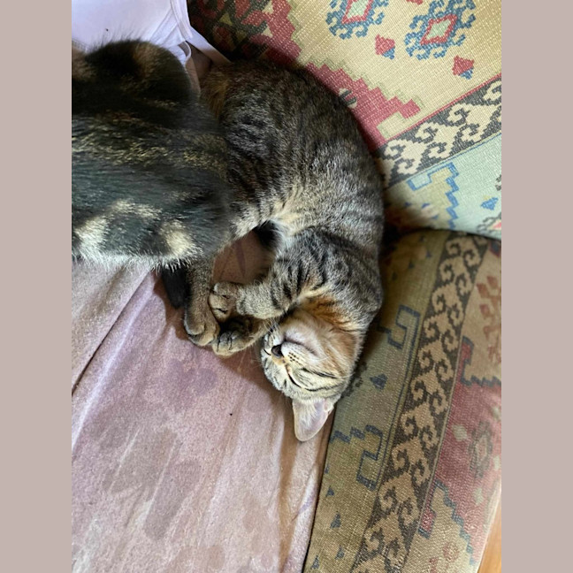 Photo of Spud And Chip