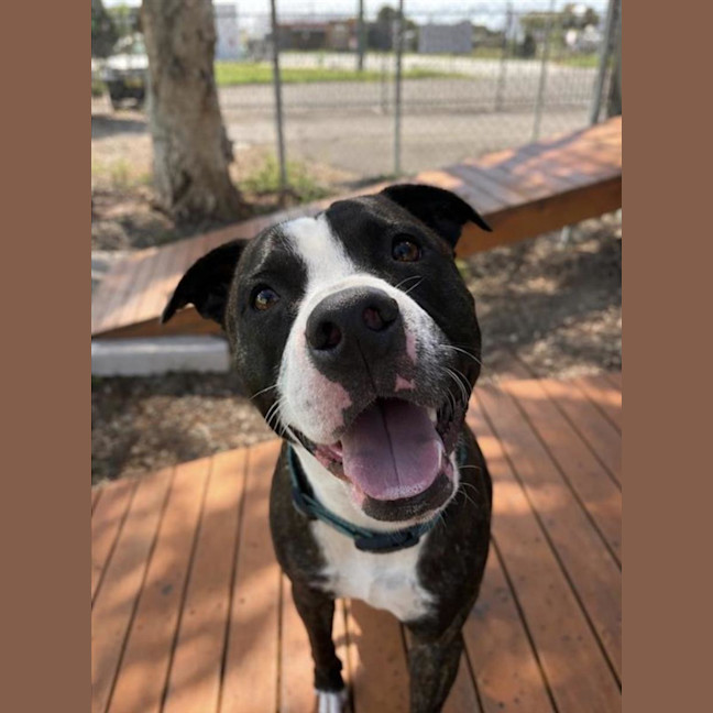 Photo of Brutus
