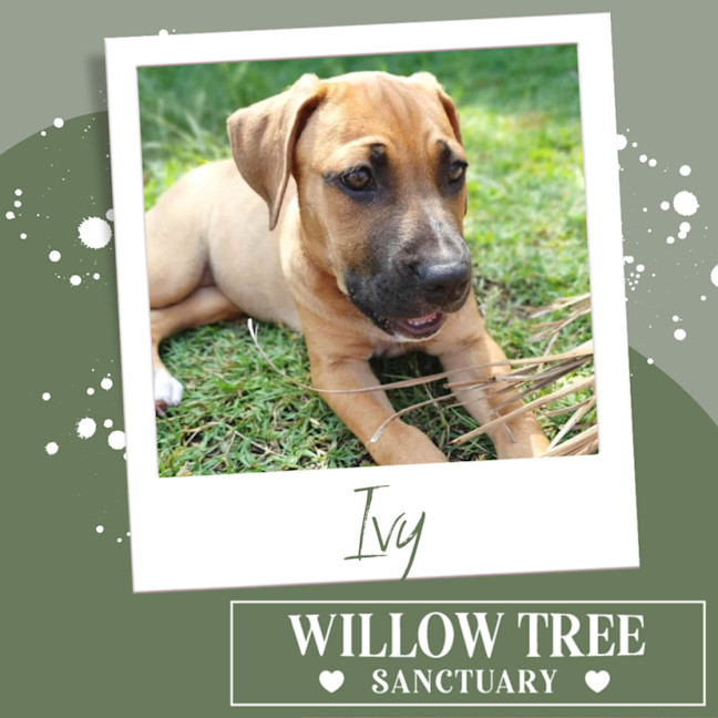 Photo of Ivy