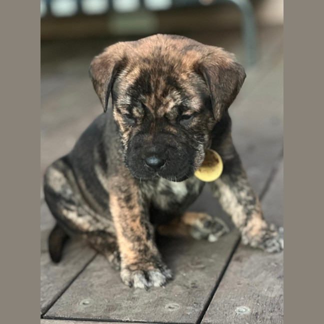 Photo of Cayman