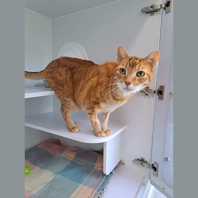 Photo of Gingerbread