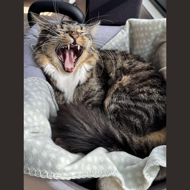 Photo of Freddy   In Foster Care In Preston