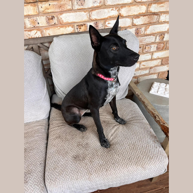 Photo of Willow