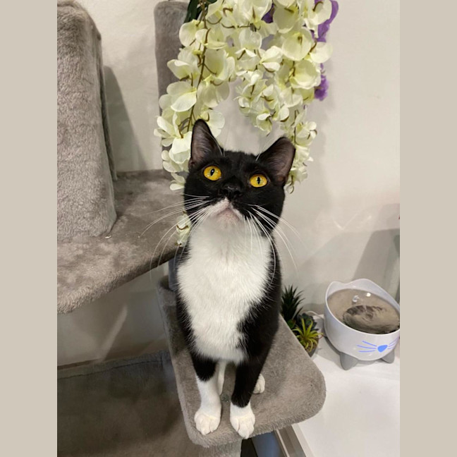 Photo of Chirpy