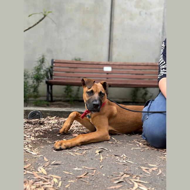 Photo of Scooter