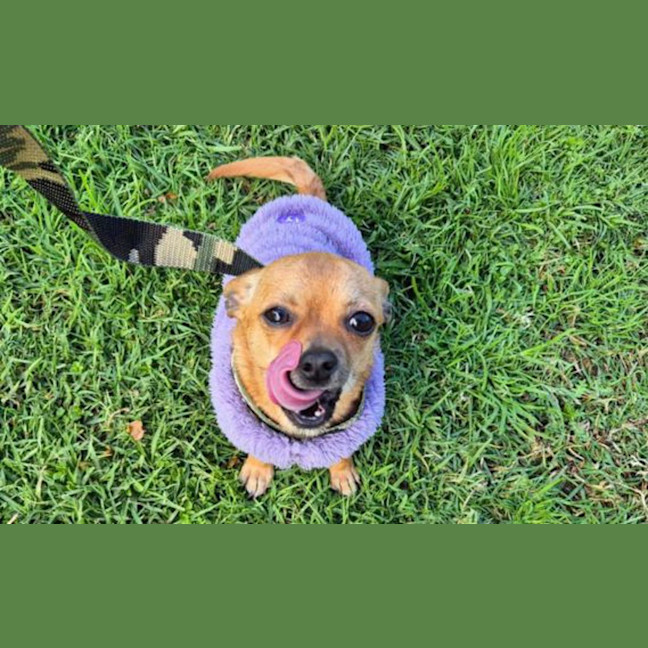 Photo of Chicky Mcnugg