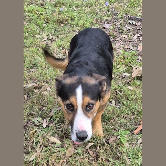 Photo of Stitch