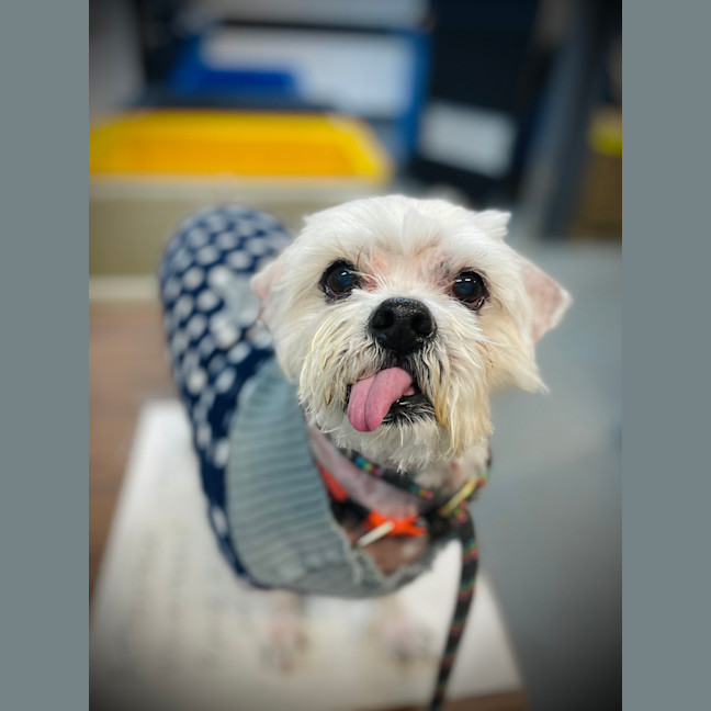 Photo of Brite 