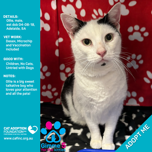 Photo of Ollie Only $39 Limited Time!