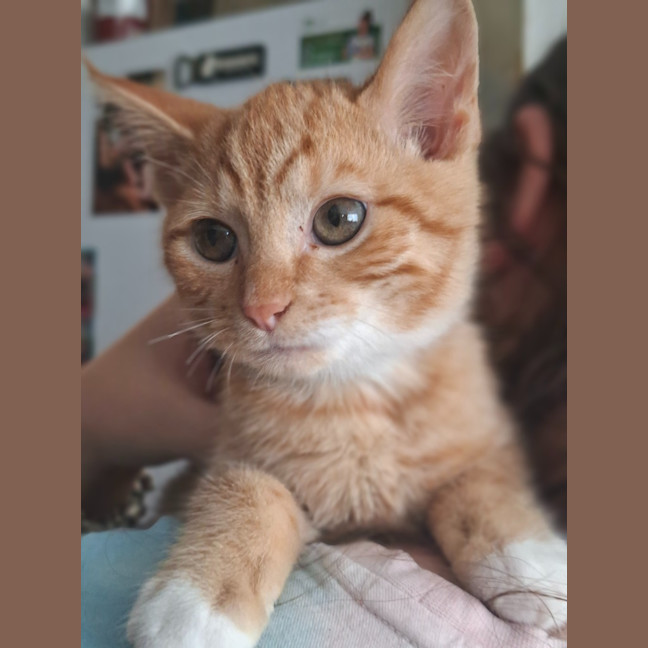 Photo of Leo (K86)