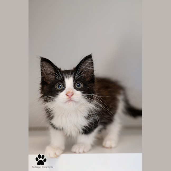 Photo of Valentine