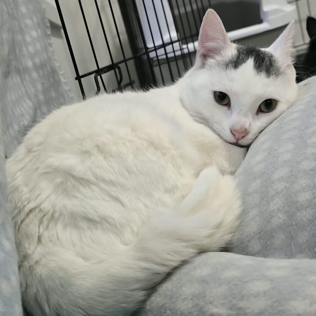 Photo of Snow White