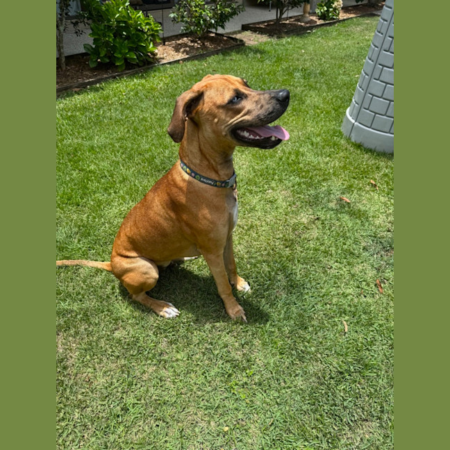 Photo of Magnum *$350 Adoption Fee*