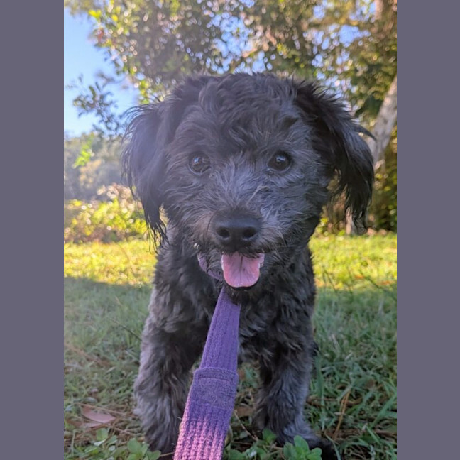 Photo of Nimbus