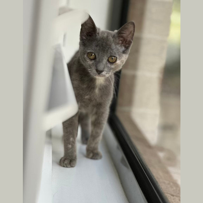 Photo of Misty