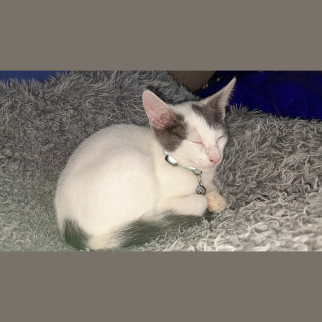 Photo of Loki
