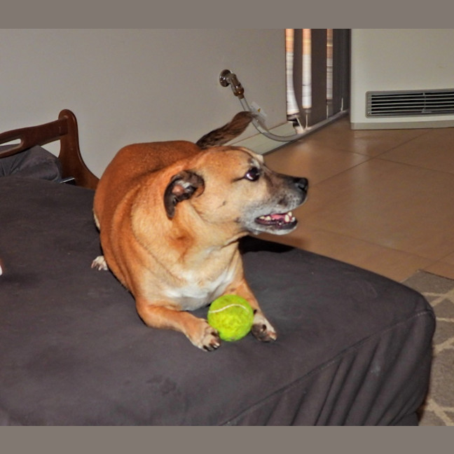 Photo of Barney