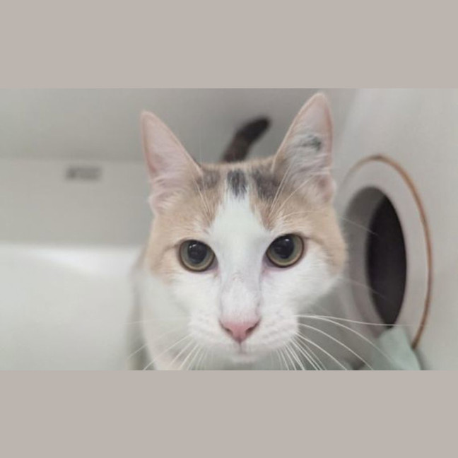 Photo of Persephone