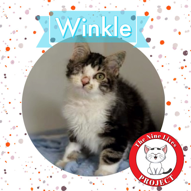 Photo of Winkle *9 Lives Project Rescue*