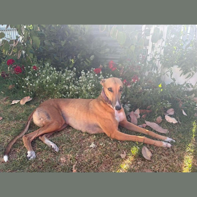 Photo of Cindy Lou Who