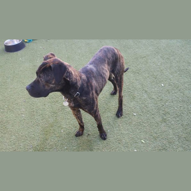 Photo of Rex