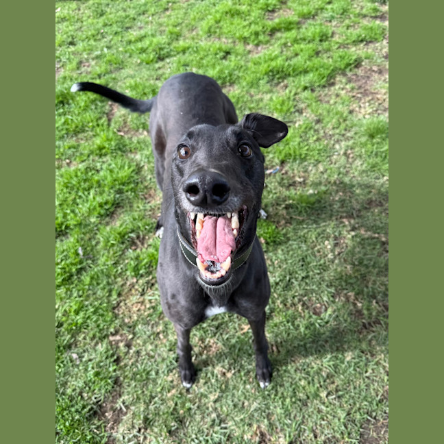 Photo of Rosco