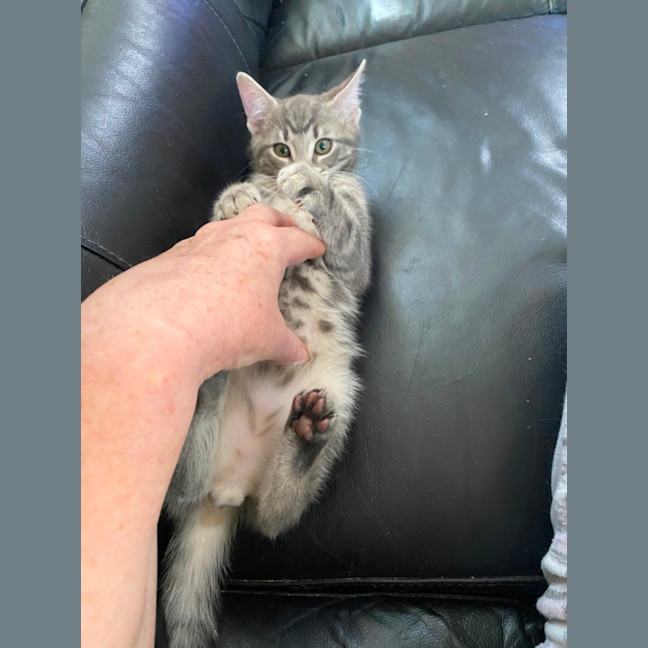 Photo of Earl Grey Meet Me At Pet Stock Carrum Downs