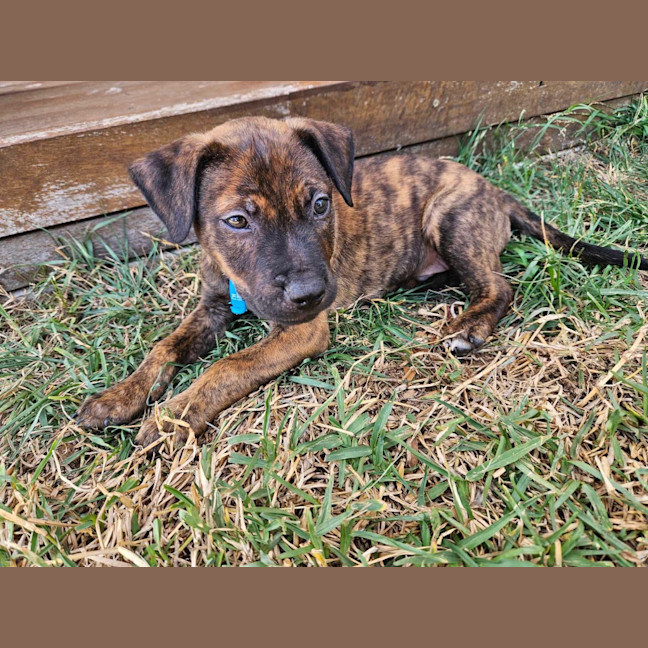 Photo of Emmett