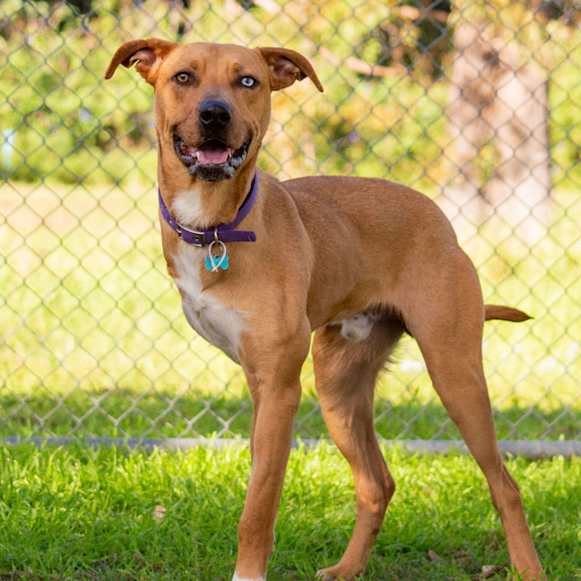 Photo of Huxley