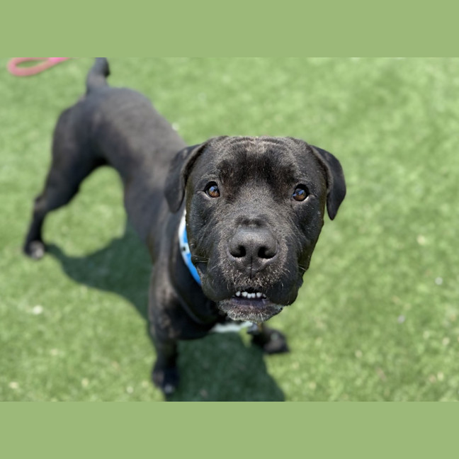 Photo of Bud Imp 3227