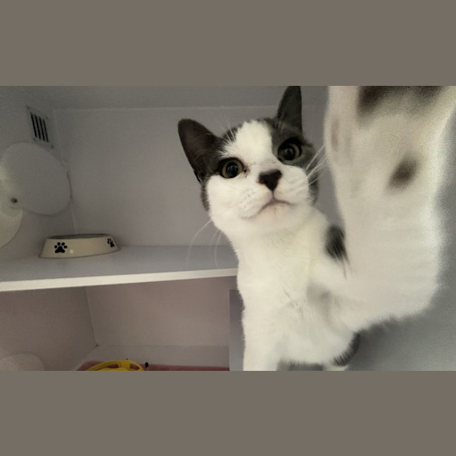 Photo of Cheezel