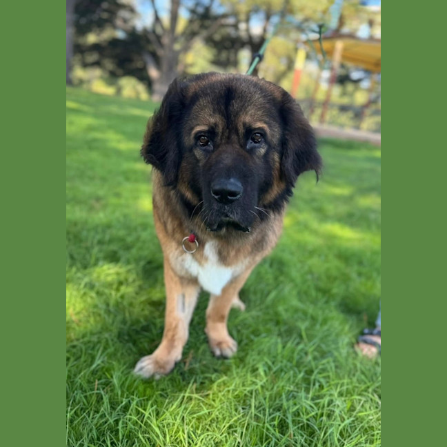 Photo of Mochi