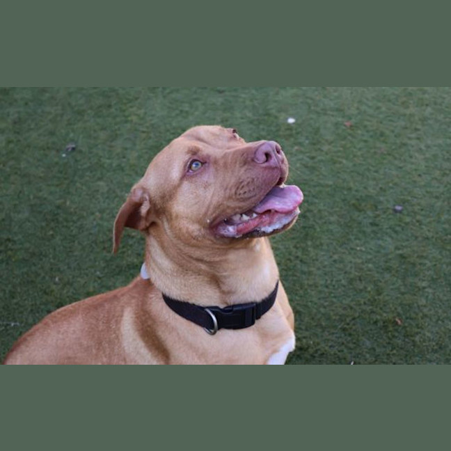 Photo of Marley