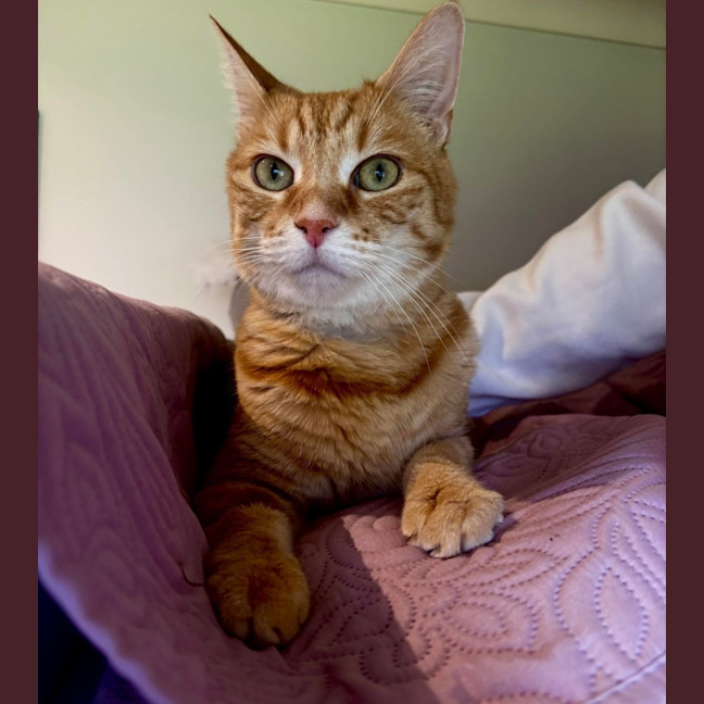 Photo of Pheonix