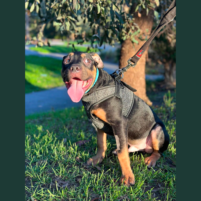 Photo of Yabba