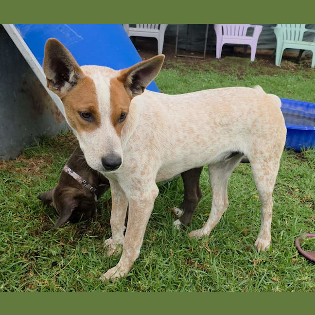 Photo of Bandit