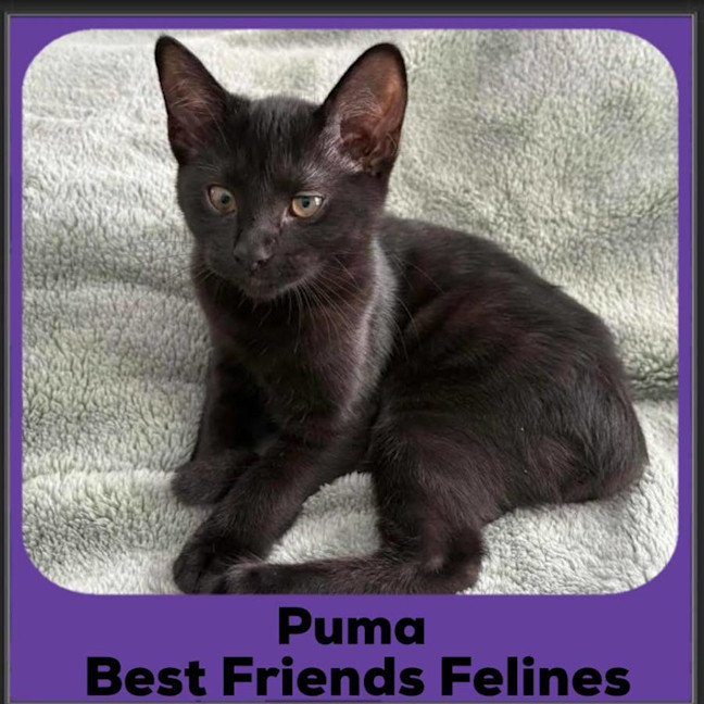 Photo of Puma