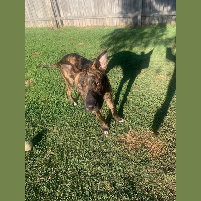 Photo of Dapper   7 Month Old Staffy X