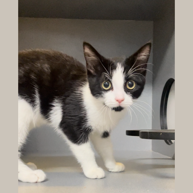 Photo of Pancake