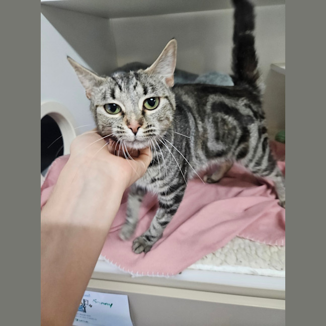 Photo of Clio