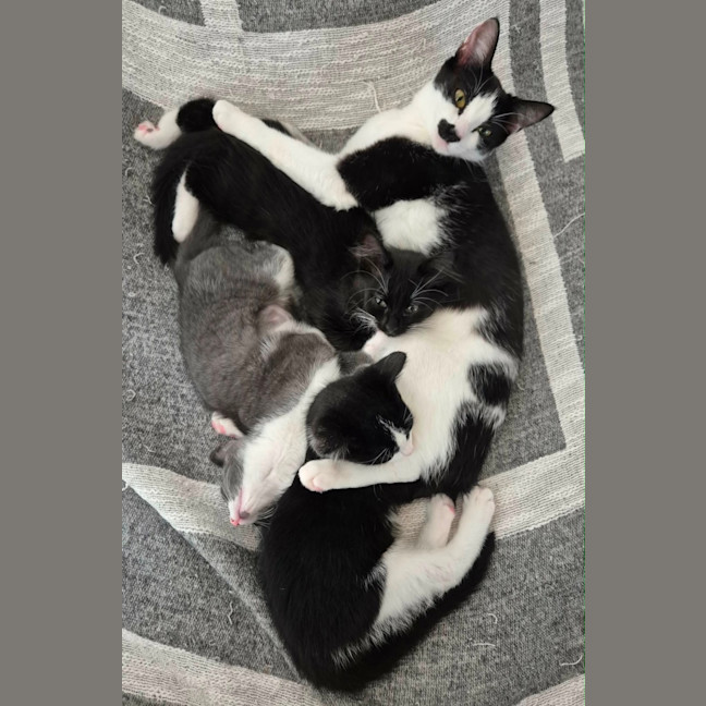 Photo of Mabel Meet Me@Petstock Hastings 